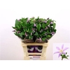 Clematis Star River Lila