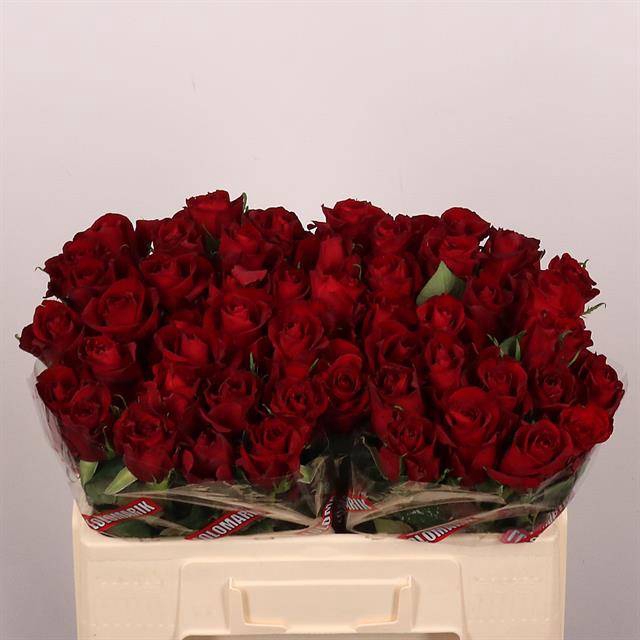 <h4>Rosa large ever red</h4>
