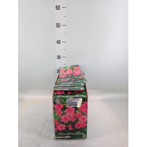 Flowerbulbs, corns or tubers   ...