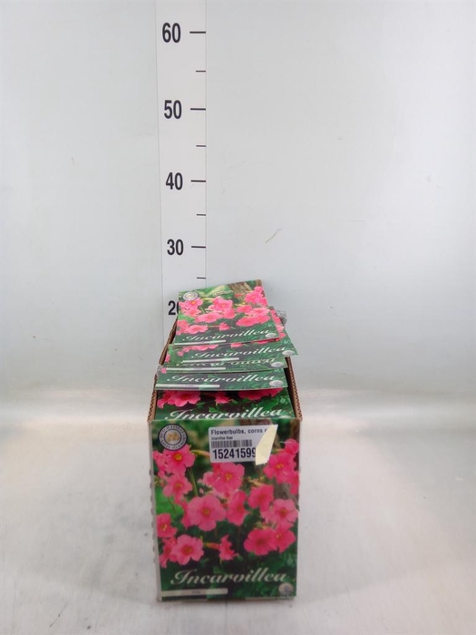 <h4>Flowerbulbs, corns or tubers   ...</h4>