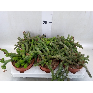 Crassula marnieriana