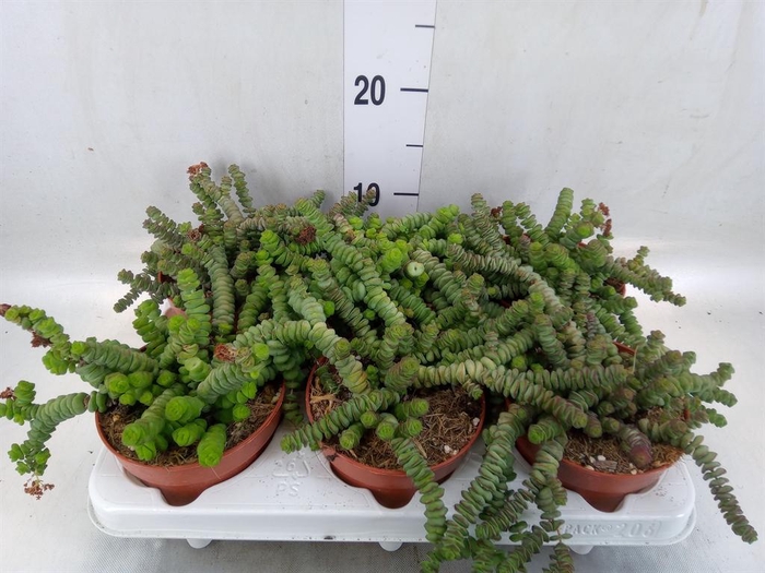 <h4>Crassula marnieriana</h4>