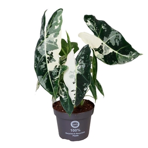 ALOCASIA MICHOLITZIANA p12