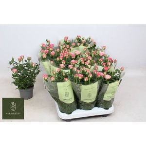 ROSA CAROUSEL KORDANA