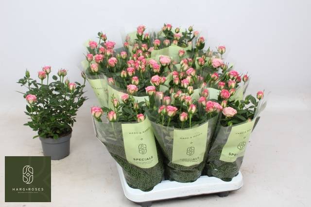 <h4>ROSA CAROUSEL KORDANA</h4>