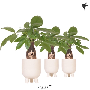 Kolibri Greens Pachira in Gummy pot travertine