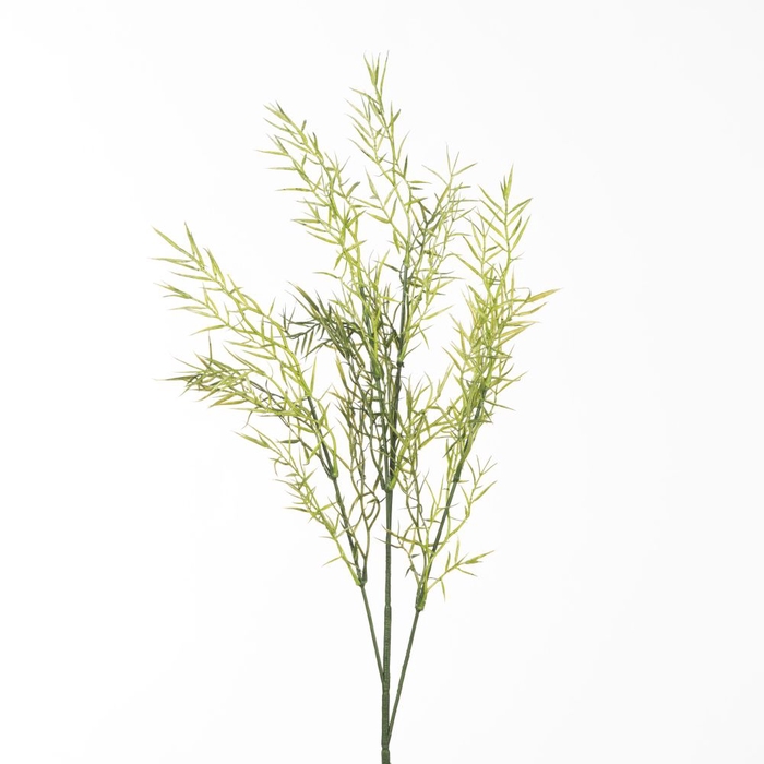 <h4>Af Asparagus L88cm Groen</h4>