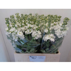 MATTH CENTUM WHITE