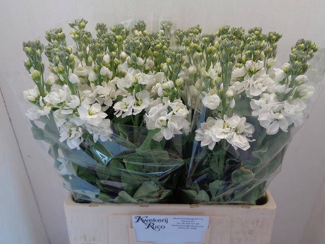 <h4>MATTH CENTUM WHITE</h4>