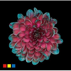 Chr T Altaj Happy Cherries