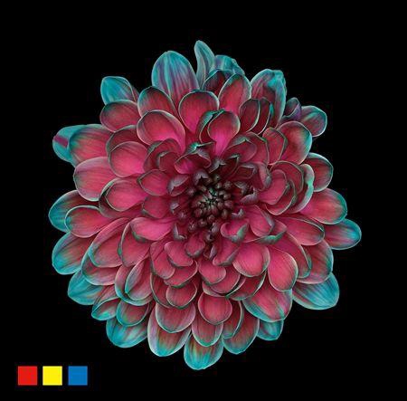 <h4>Chr T Altaj Happy Cherries</h4>