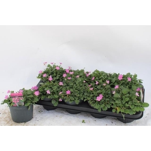 EROD X VA BISHOPS FO