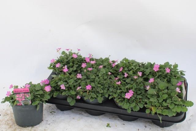 <h4>EROD X VA BISHOPS FO</h4>