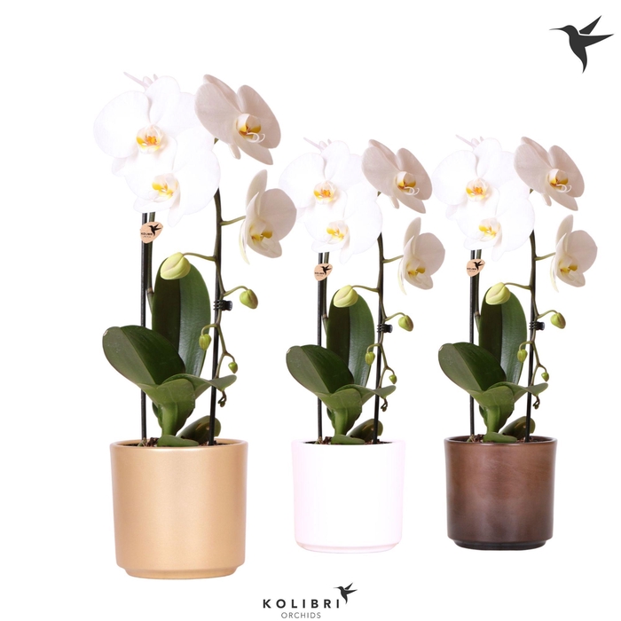 <h4>Kolibri Orchids Phalaenopsis Cascade Niagara Fall white 1 spike in Simplicity pot gold mix</h4>