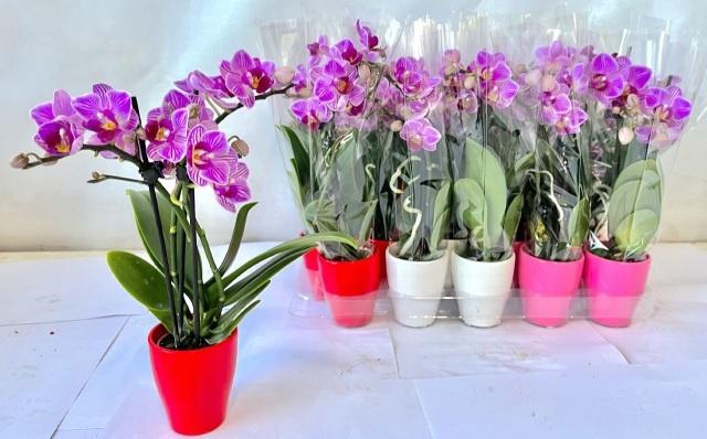 <h4>PHAL MINI</h4>