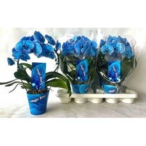 !! PROMO !! PHAL MIRROR BLUE 2 TAK