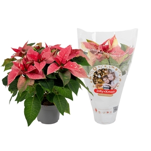 Euphorbia Glitter roze/wit jolly Xmas hoes