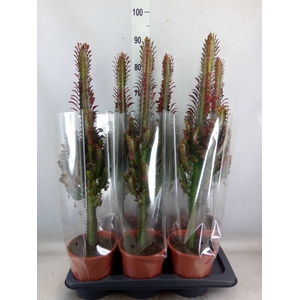 Euphorbia trigona 'Rubra'