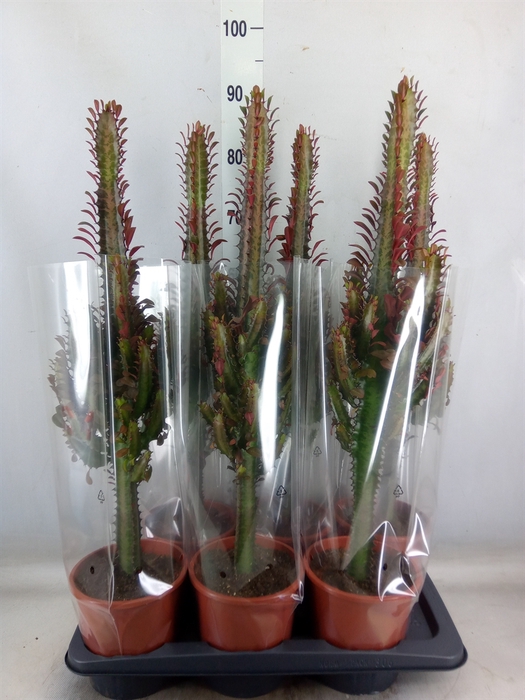 <h4>Euphorbia trigona 'Rubra'</h4>