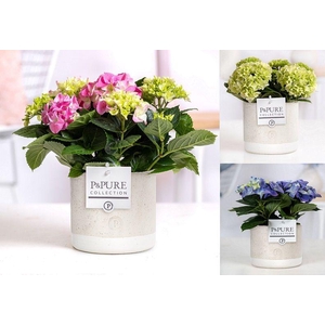Hydrangea mix in P&PURE Jade ceramics