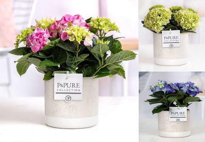 <h4>Hydrangea mix in P&PURE Jade ceramics</h4>