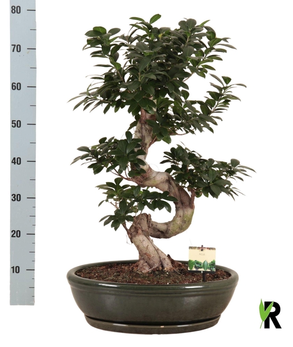 <h4>FIC MI GINSENG</h4>