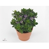 Hebe  'Hebepetita Blue'