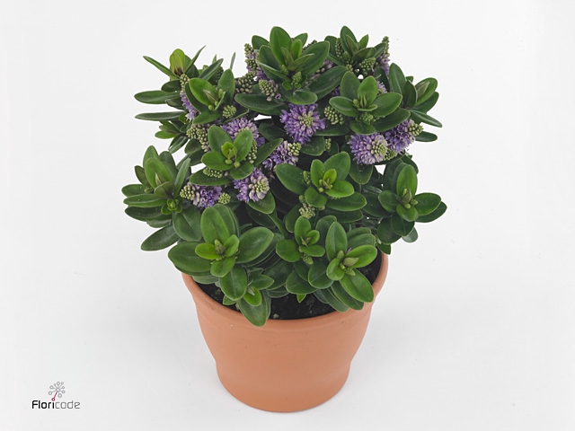Hebe  'Hebepetita Blue'