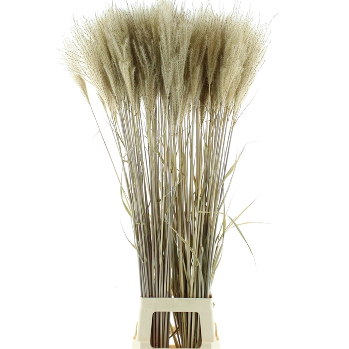 Dried Stipa Feather Natural