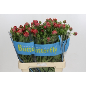 Ranunculus Butterfly Musa