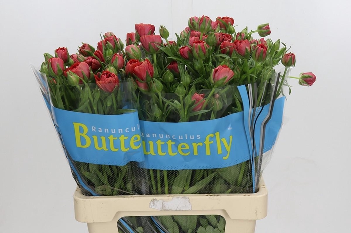 <h4>Ranunculus Butterfly Musa</h4>
