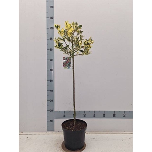 ILEX AQ GOLDEN VAN T