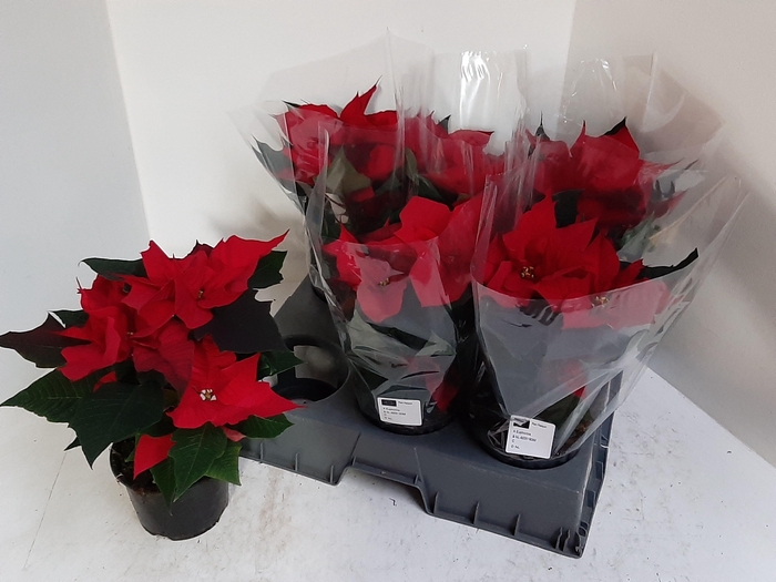 <h4>EUPHOR P CHR F RED</h4>