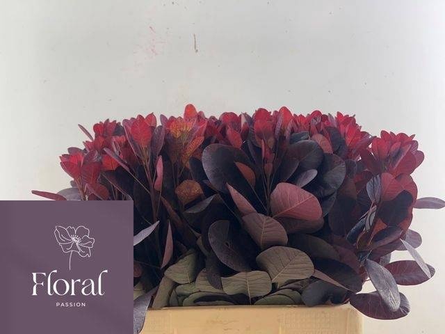 <h4>COTI C ROYAL PURPLE</h4>