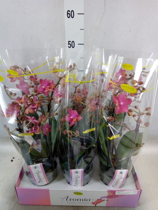 <h4>Phalaenopsis multi.   ...orange</h4>