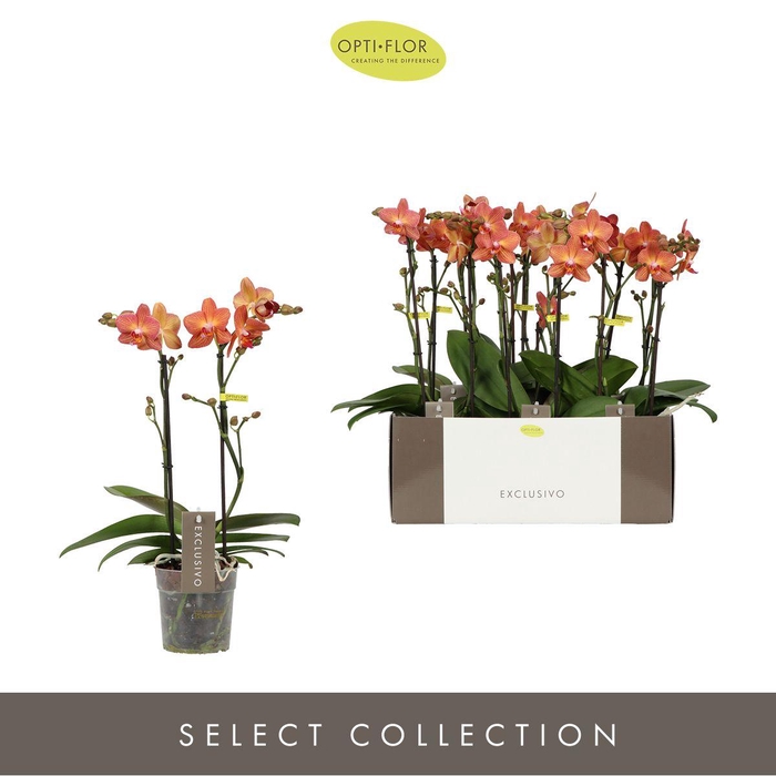 <h4>Exclusivo Eos 2 spike</h4>