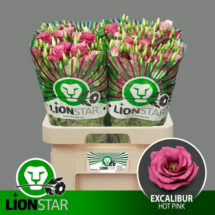 <h4>EUS G EXCAL HOT PINK</h4>