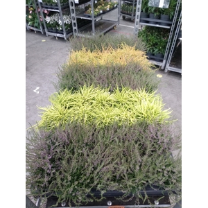 Calluna vulg.   ...
