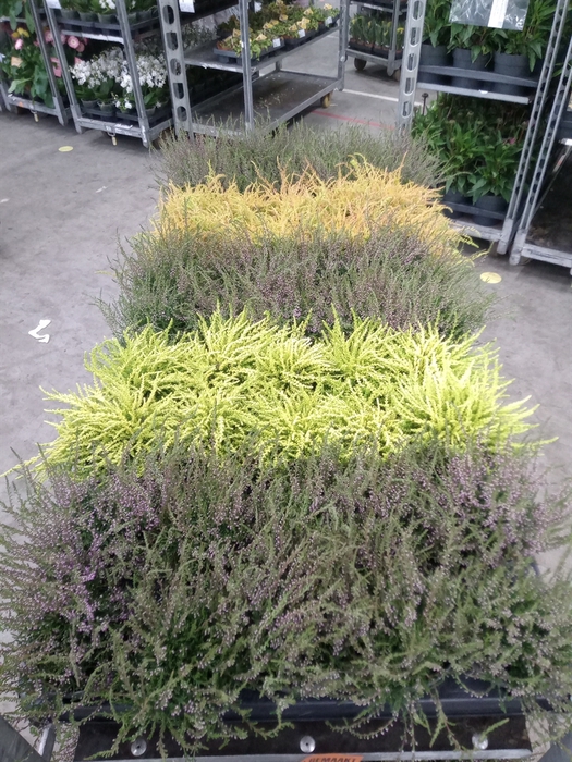 <h4>Calluna vulg.   ...</h4>