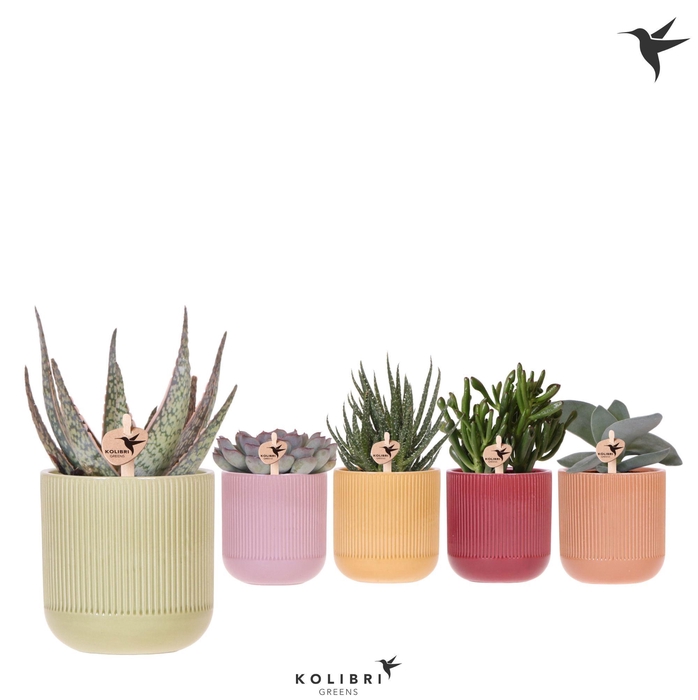 <h4>Kolibri Greens Succulenten mix in Flare pot mix</h4>