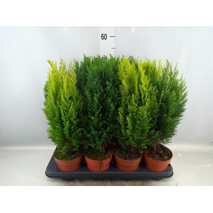 Conifers   ...mix