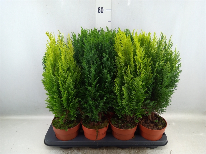 <h4>Conifers   ...mix</h4>