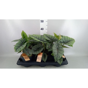 Alocasia  'Platinum'