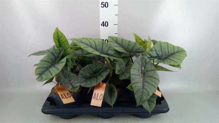 <h4>Alocasia  'Platinum'</h4>