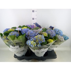 Hydrangea mac. 'Magical Evolution'