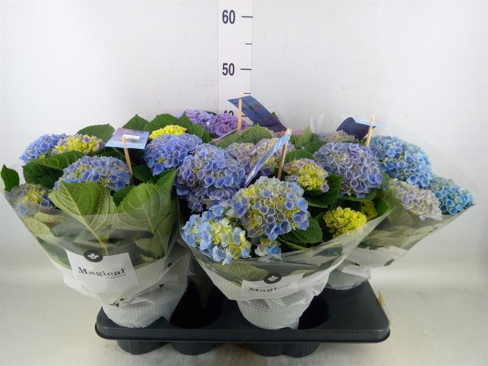 <h4>Hydrangea mac. 'Magical Evolution'</h4>