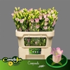 Campanula Cham Pink