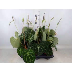 Anthurium clarinervium
