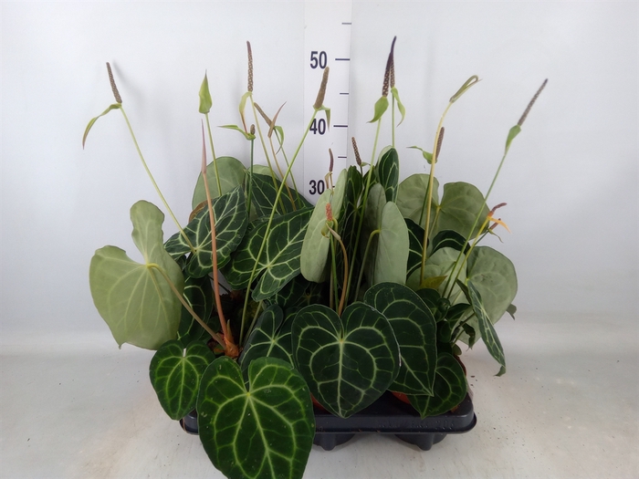 <h4>Anthurium clarinervium</h4>