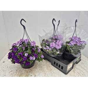 HANGING BASKETS